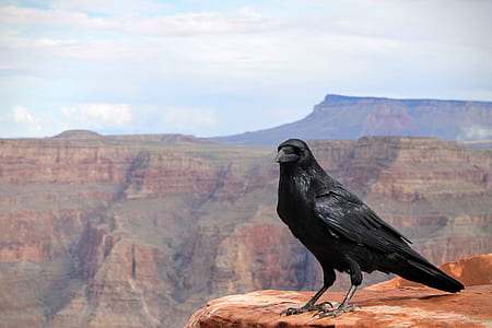 black crow on rock thumbnail
