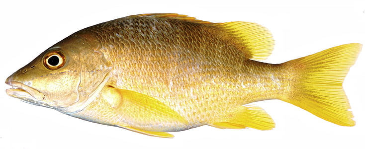 brown tilapia thumbnail