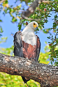 white and brown eagle on tree during daytime thumbnail