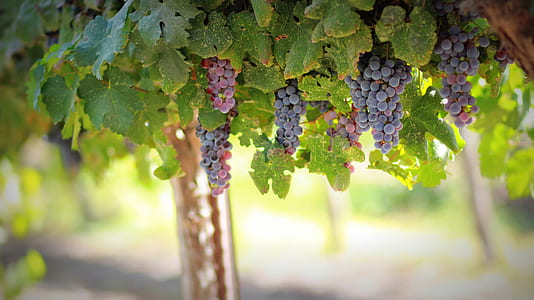 shallow focus photography of grapes thumbnail