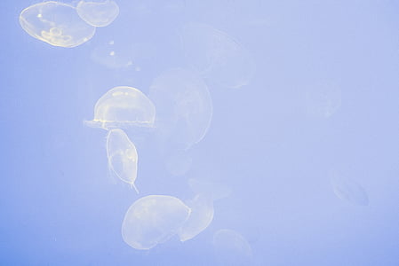 white jelly fish digital wallpaper thumbnail