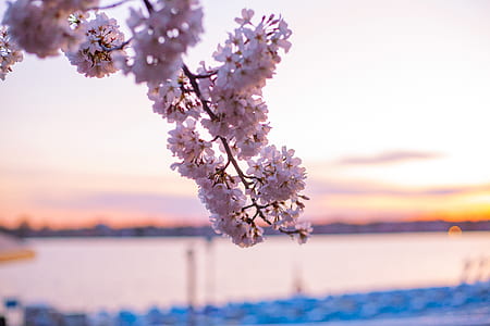 pink flowers thumbnail