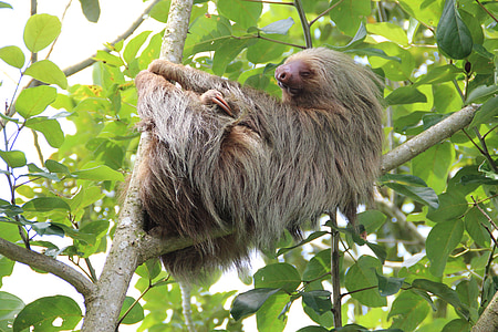 gray sloth on top of tree branch thumbnail