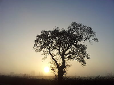 nature, sunset, tree thumbnail