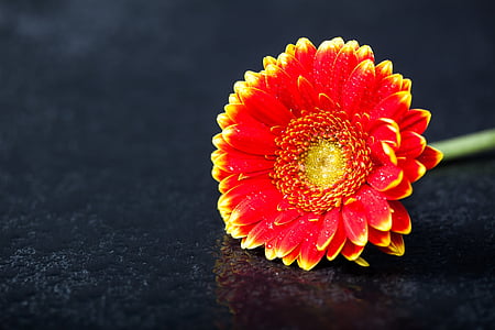 red and yellow petaled flower thumbnail