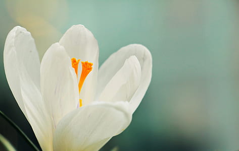 nature, petals, blur, white thumbnail