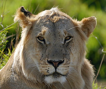 closeup photo of lion thumbnail
