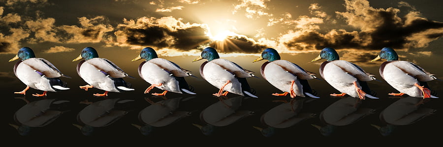seven mallard ducks during daytime thumbnail