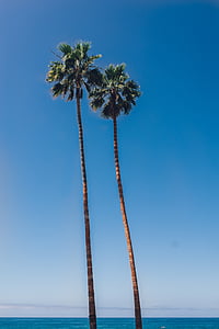 green coconut tree near body of water thumbnail