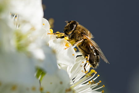 black and yellow honey bee perched on white flowers close-up photo thumbnail