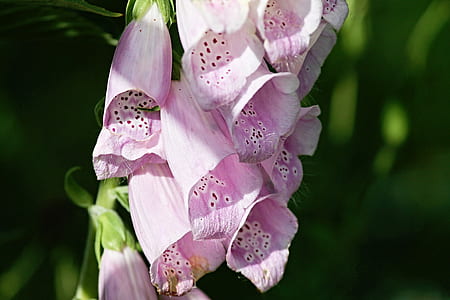 purple foxglove flower in close-up photography thumbnail