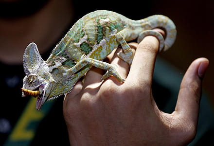 Green and Gray Chameleon Eating Brown Inswct thumbnail
