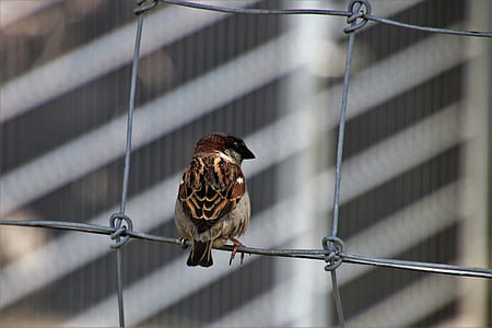 black and brown bird on fence thumbnail