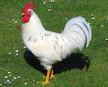 red and white chicken on green grass thumbnail