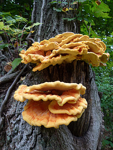 Sulphur Mushroom, Sulphur Shelf Mushroom thumbnail