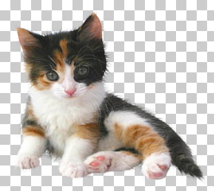 Persian Cat Kitten Dog Popular Cat Names Pet Kitten Png Clipart