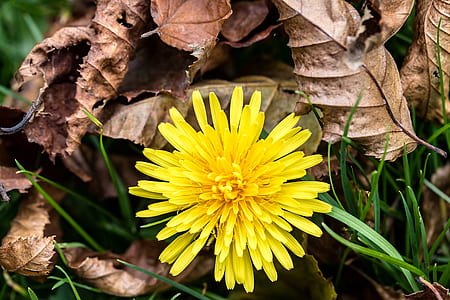 selective focus photography of yellow dandelion flower thumbnail