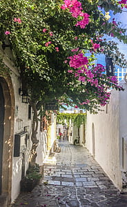pink leafed tree at European alley thumbnail
