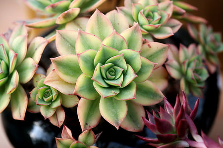 assorted-color succulent plant thumbnail