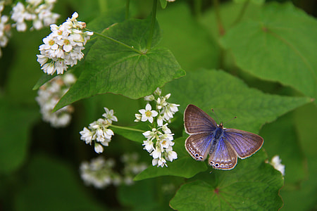 Corrugated Small Gray Butterfly thumbnail