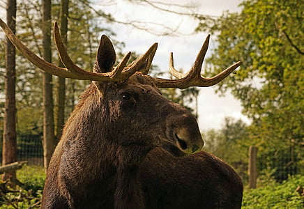 brown deer in forest during daytime thumbnail