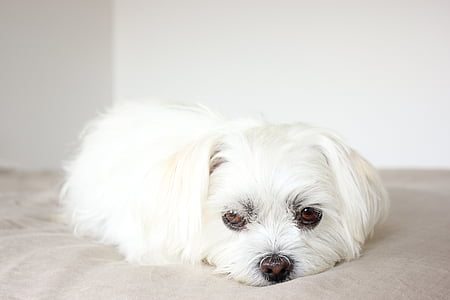 white Maltese puppy lying on mat thumbnail