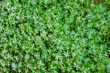 green leaves thumbnail