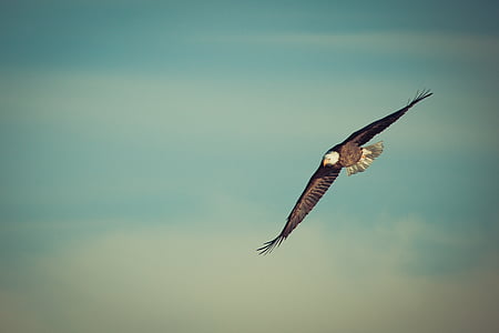 selective focus photo of bald eagle spreading wings over skies thumbnail