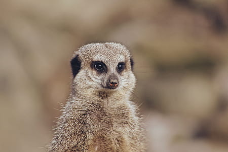 wildlife selective focus photography of meerkat thumbnail