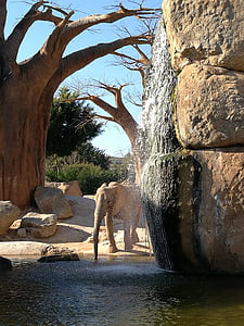 elephant beside body of water thumbnail