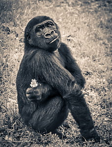 black sitting gorilla thumbnail