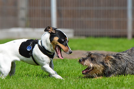 adult white and black Jack Russell terrier at green grass at daytime thumbnail