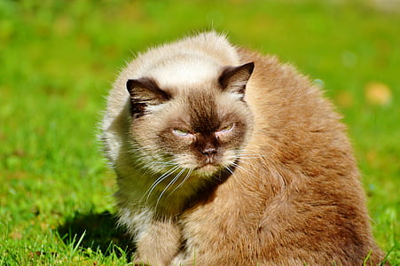 brown and white Persian cat on grass field thumbnail