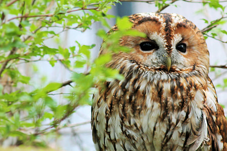 brown and white owl perching on green leafed tree thumbnail