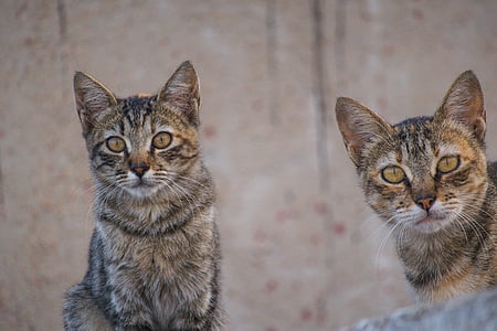 two gray kittens thumbnail