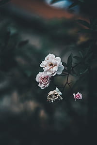 selective focus photography four pink flowers thumbnail