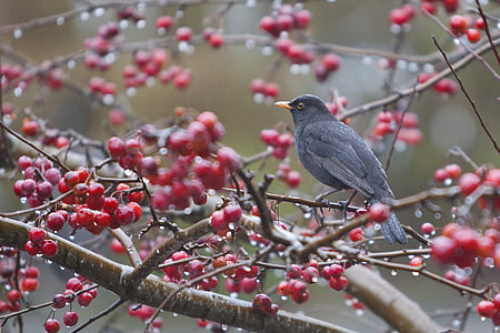 black bird near tree stem thumbnail