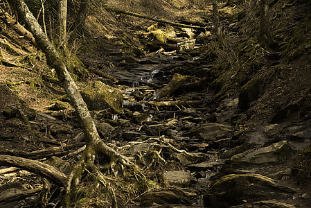 Nature and Creek Scenery in Great Smoky Mountains National Park, Tennessee thumbnail