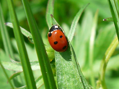 10 spotted ladybug thumbnail