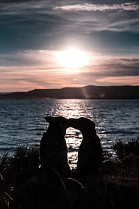 silhouette of two dogs kissing beside beach thumbnail