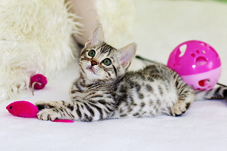 white and gray kitten playing with pink mouse toy thumbnail
