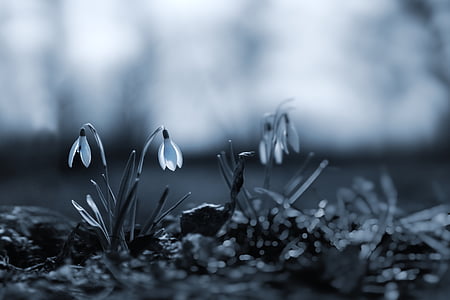 selective-focus photography of petaled flowers thumbnail