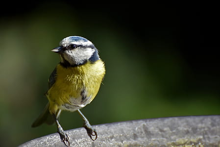 yellow and white bird against green background thumbnail