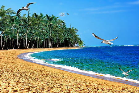green coconut palm trees near blue sea thumbnail