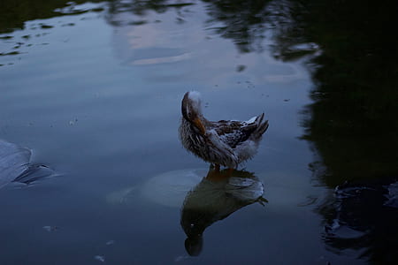 white duck standing on calm water thumbnail