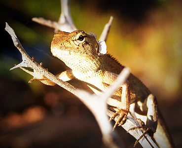 beige lizard on tree twig thumbnail