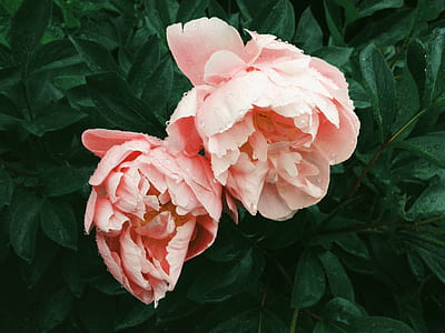 photo of pink petaled flowers thumbnail