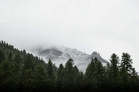 landscape photography of pine trees with a scene of mountain coated by snow thumbnail