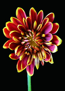 nature, summer, garden, petals thumbnail