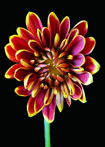 red and yellow petaled flower thumbnail